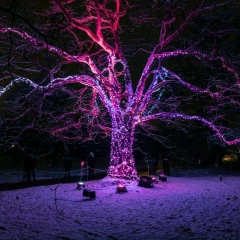 A tree illuminated in pink and purple stands on a snow-covered meadow. It is dark and you can see lights shimmering in a house in the distance.