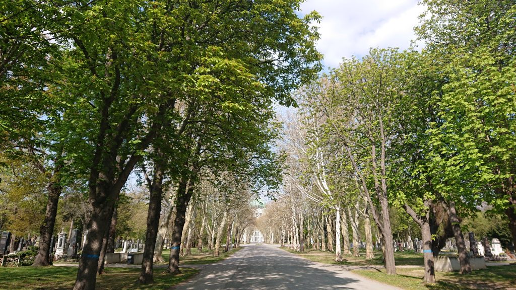 Wiener Zentralfriedhof, Straße, Bäume rechts und links