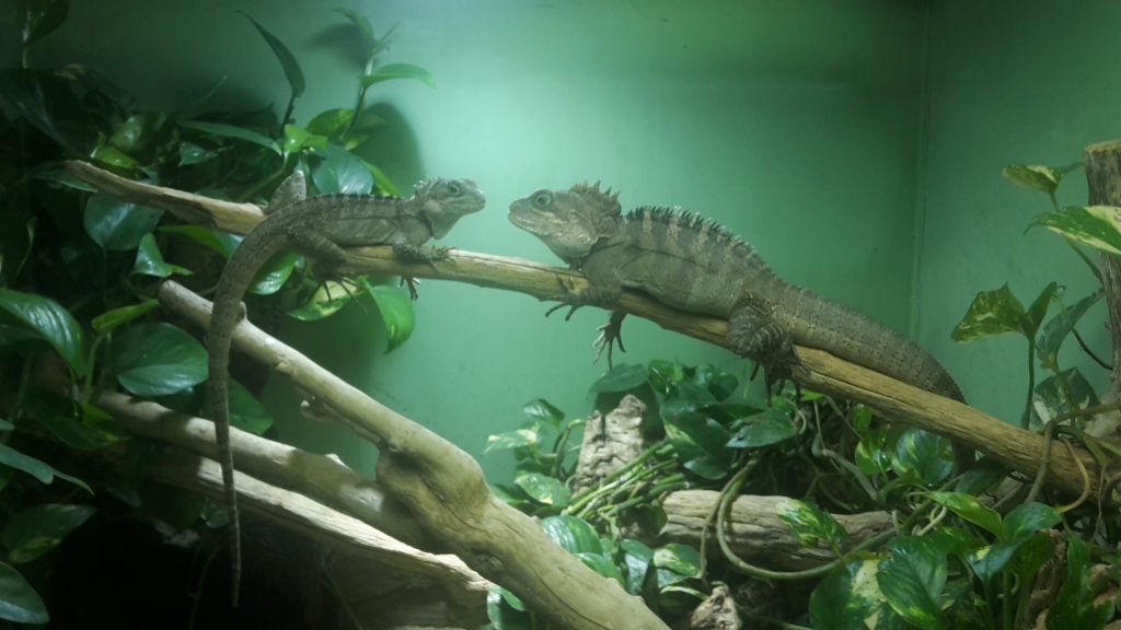 Two chameleons are perched on a branch in a terrarium at the Haus des Meeres.