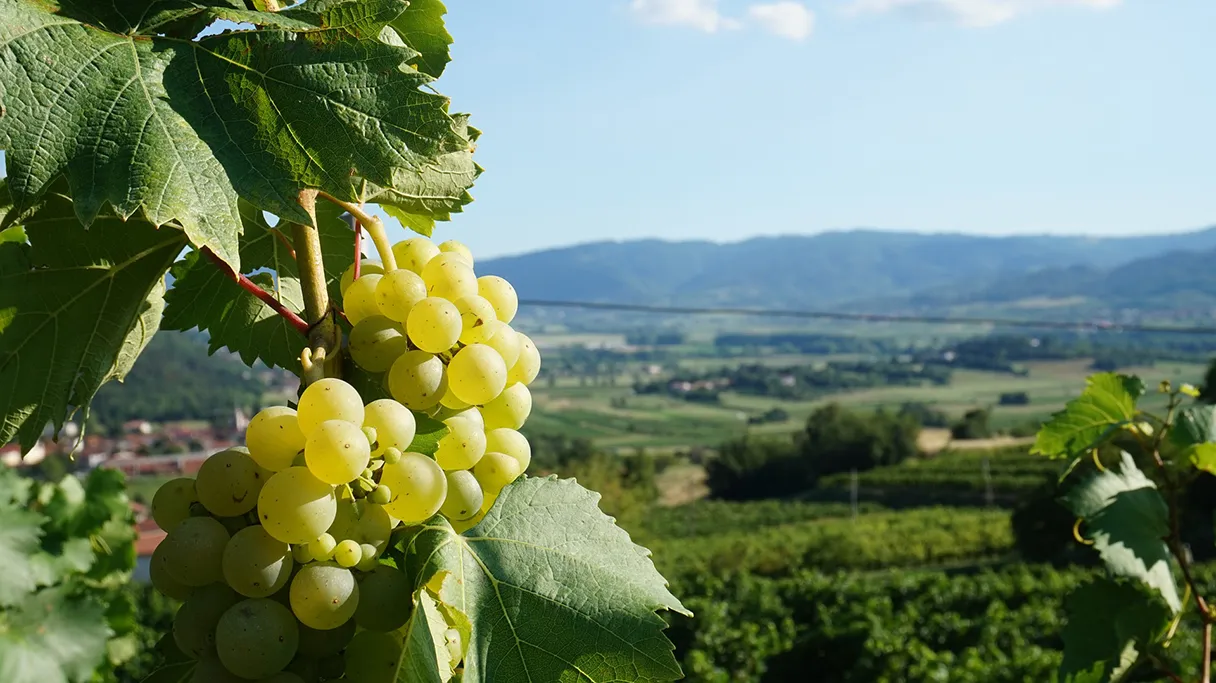 Weinrebe, Blick über die Weinfelder, sonniger Tag