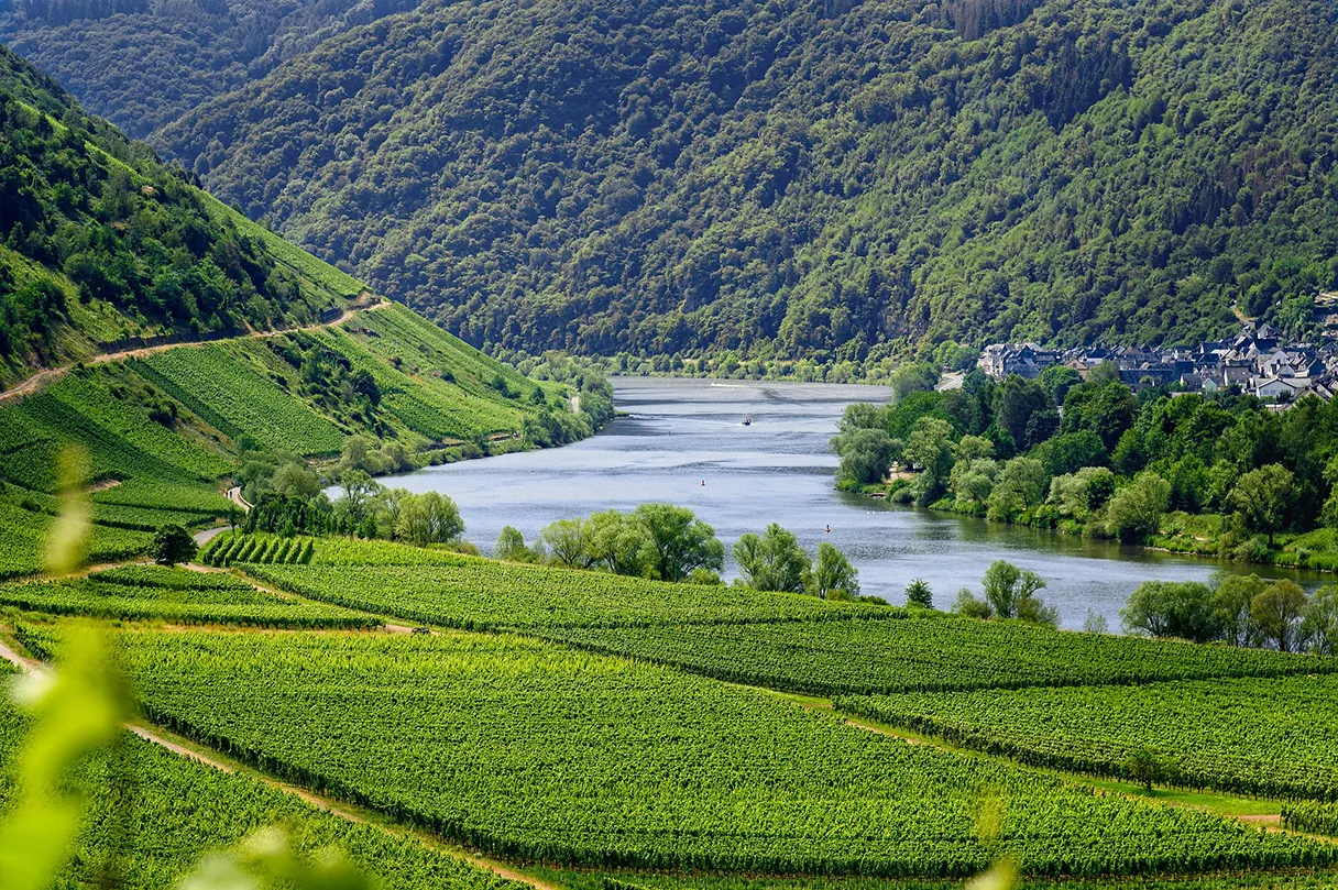 Weinreben in Wien, Donau im Hintergrund, Berge, grün