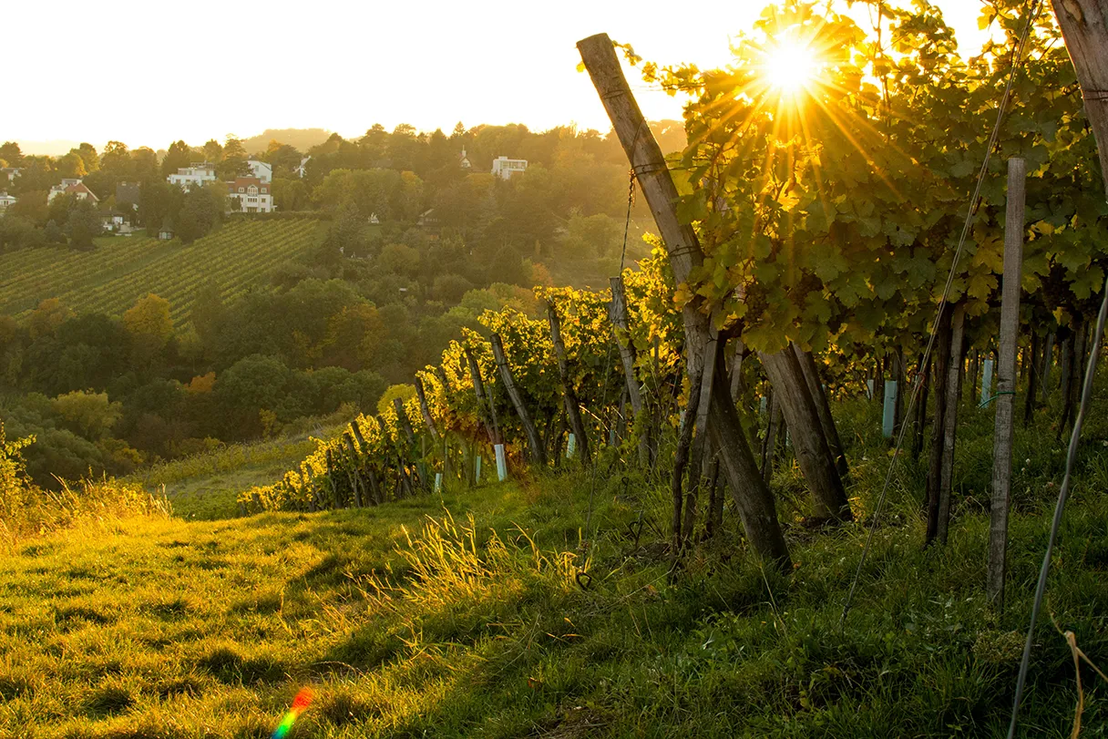 Kahlenberg, Weinreben, Sonne scheint durch die Reben durch, warme Farben und Abendstimmung