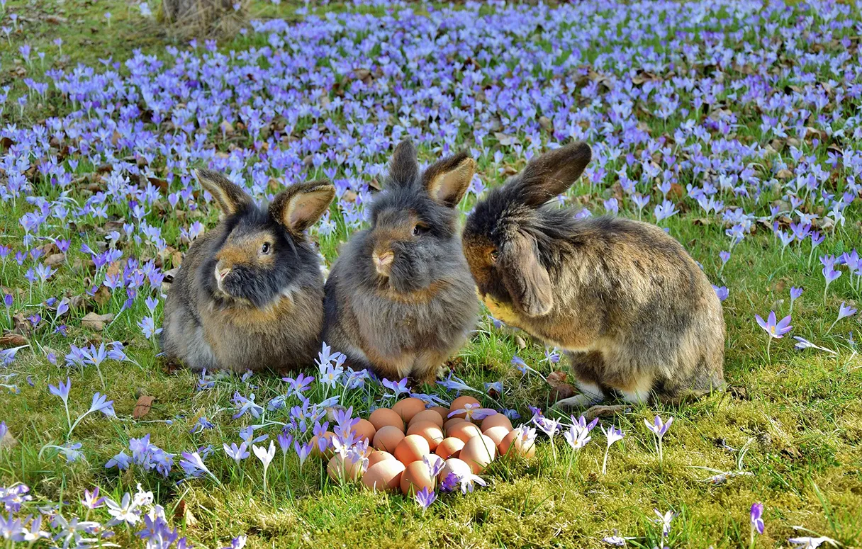 Three brown and black Easter bunnies sit on a meadow full of purple crocuses. In front of them are 24 brown eggs.