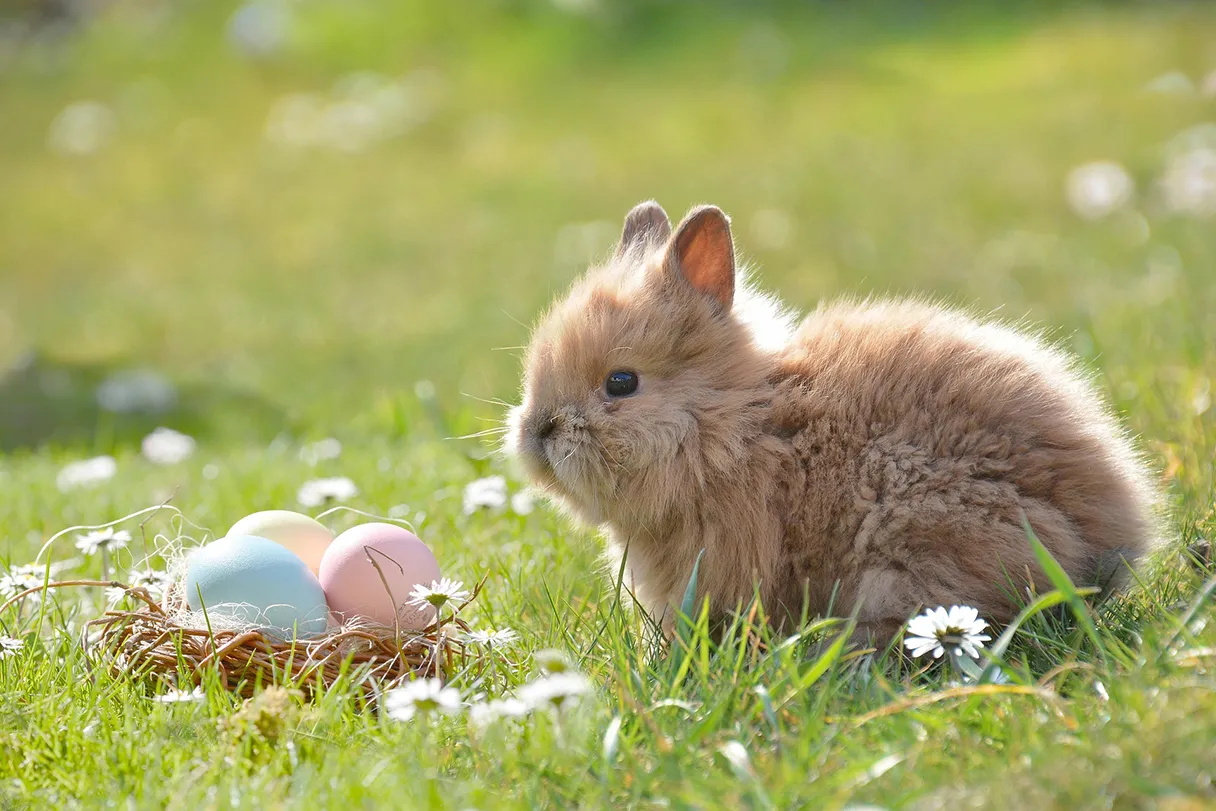 Fluffy Easter bunny sits on a green meadow with daisies and looks at a small basket containing three brightly colored Easter eggs.