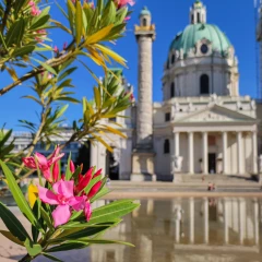 Karlskirche, Vienna, oleander in pink in the foreground, church in the background, blue sky, sunny day