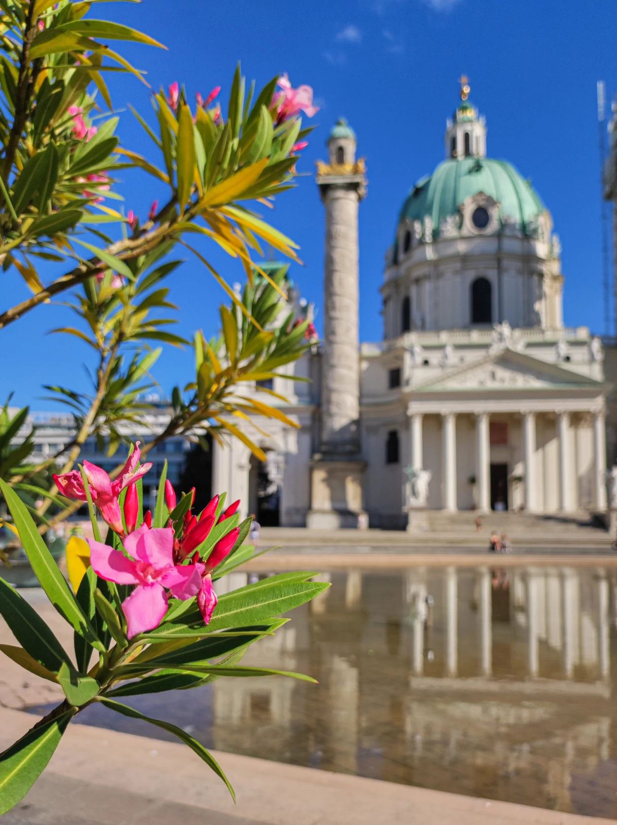 Karlskirche, Vienna, oleander in pink in the foreground, church in the background, blue sky, sunny day