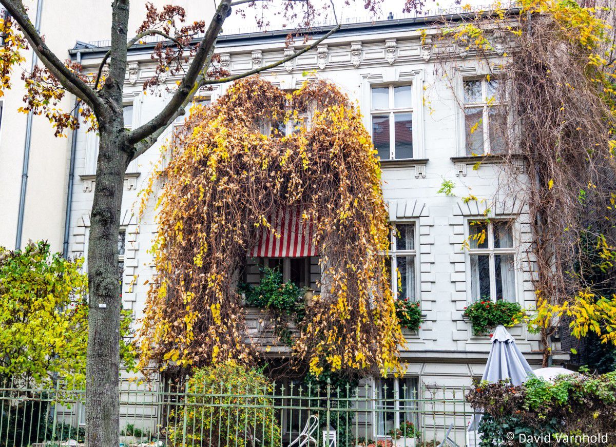 Hausansicht in Friedenau Berlin, mit Pflanzen bewachsen, Herbststimmung