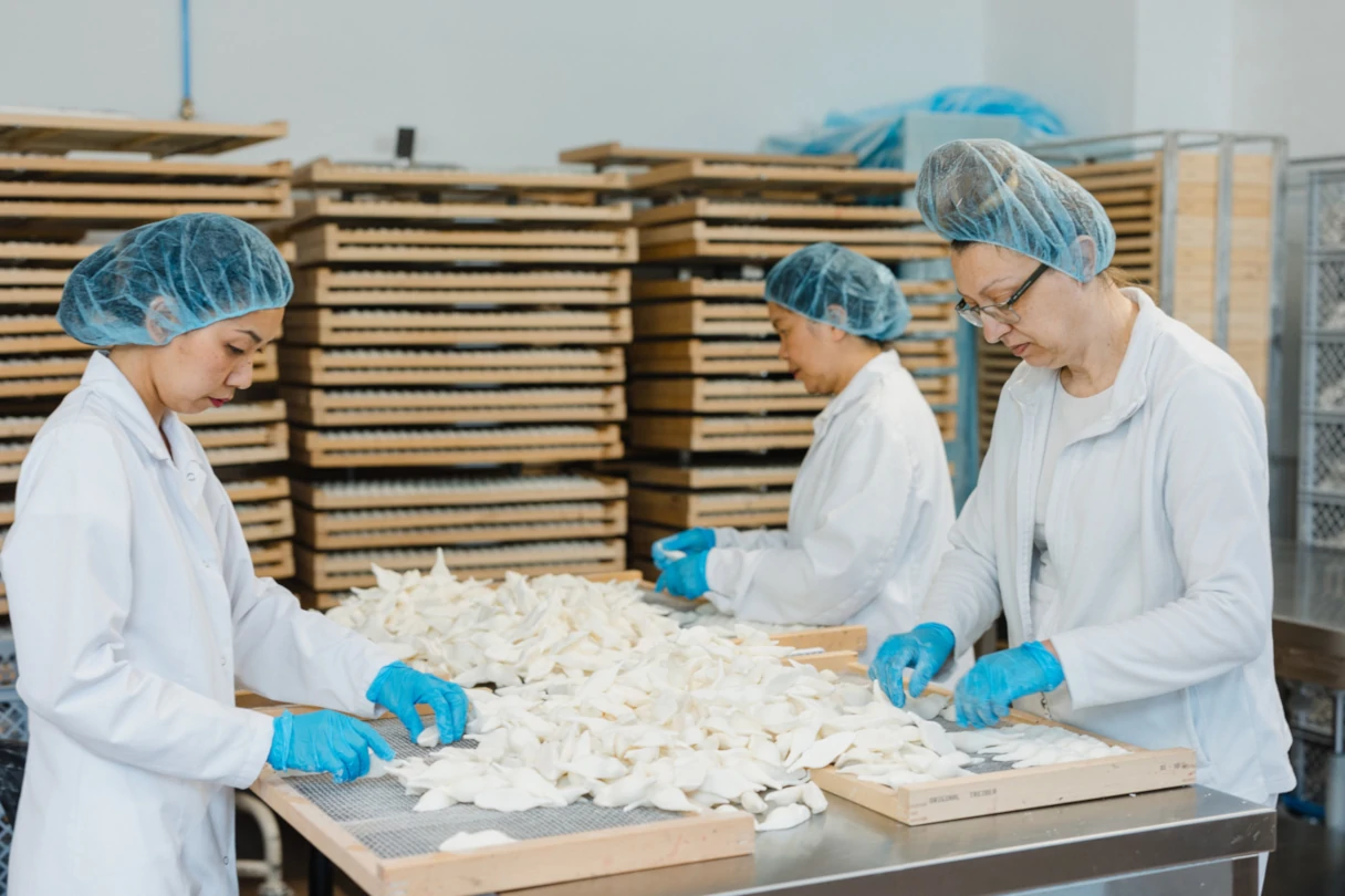 Aseli Manufaktur, Berlin, three women in white coats, blue rubber gloves and blue transparent hairnets on their heads are standing at a table and are preparing the white marshmallow mices