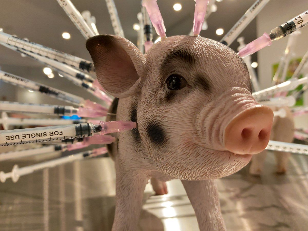 Disgusting Food Museum Berlin, Exponat Antibiotika Schwein, in dem Schwein stecken mehrere Spritzen