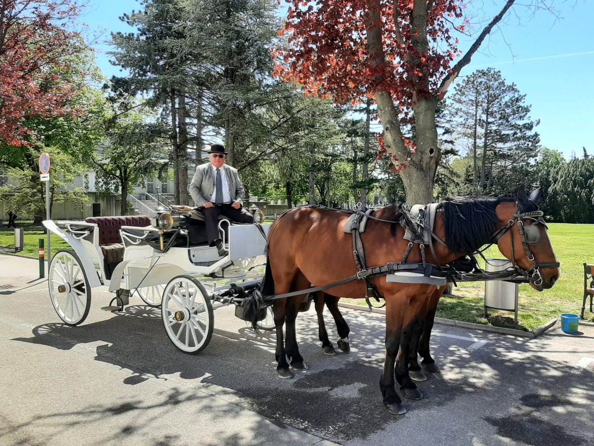 Fiaker mit Kutscher auf dem Zentralfriedhof Wien. Umrahmt von Bäumen stehen die Pferde im Schatten.