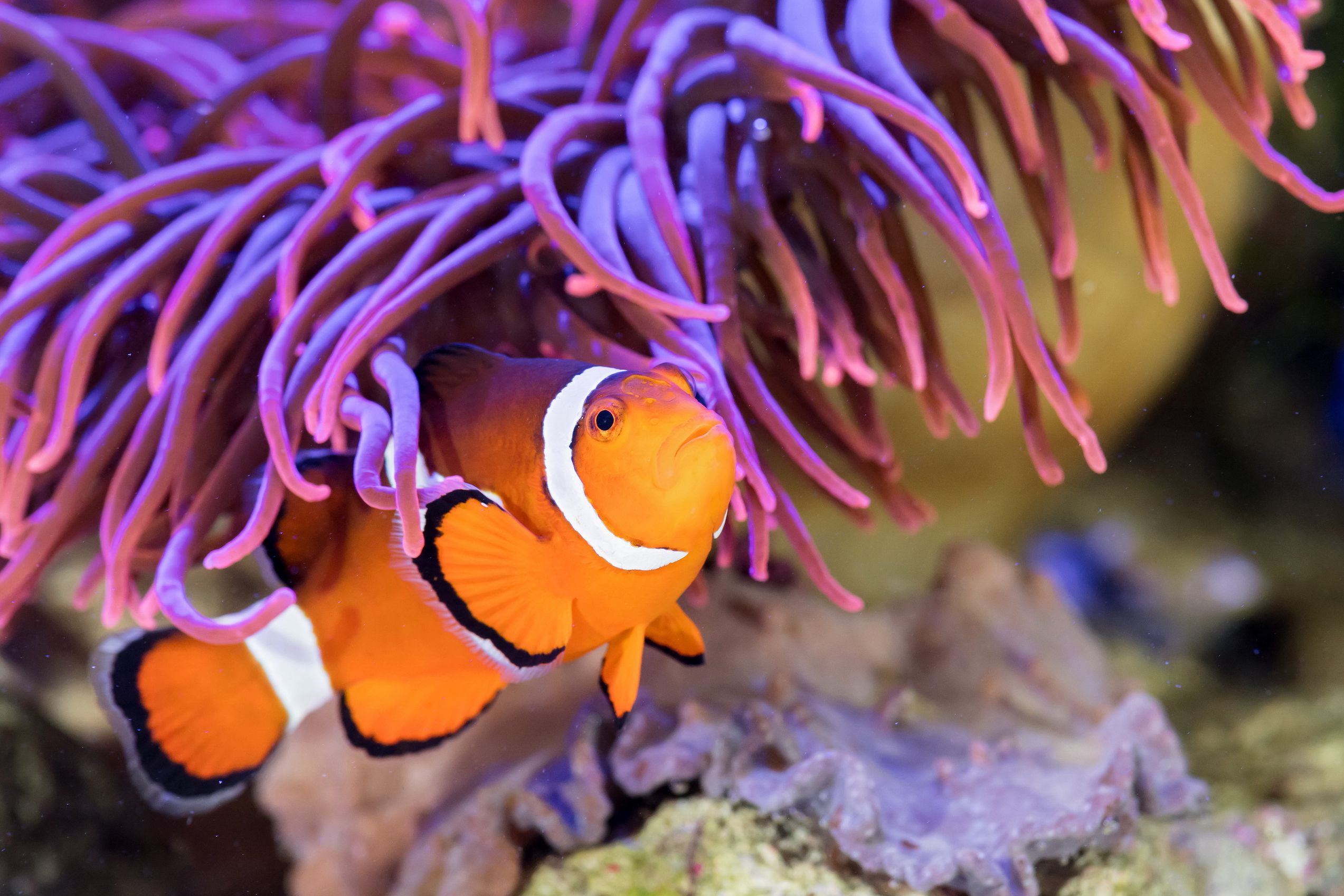 Nemo swims through annemone, Aqua Terra Zoo