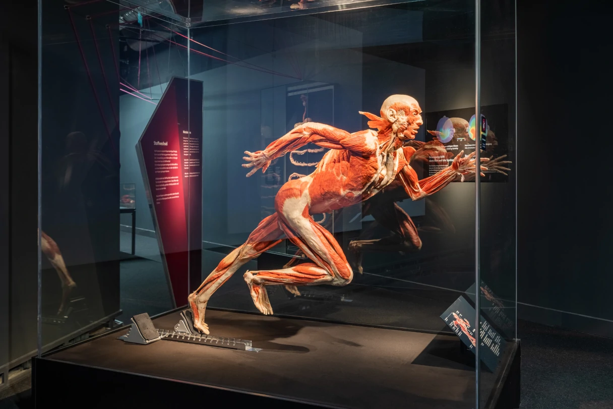 Insight into the BODY WORLDS Museum in Berlin exhibition. A plastinate is set up in a glass display case. A runner running and taking a step.