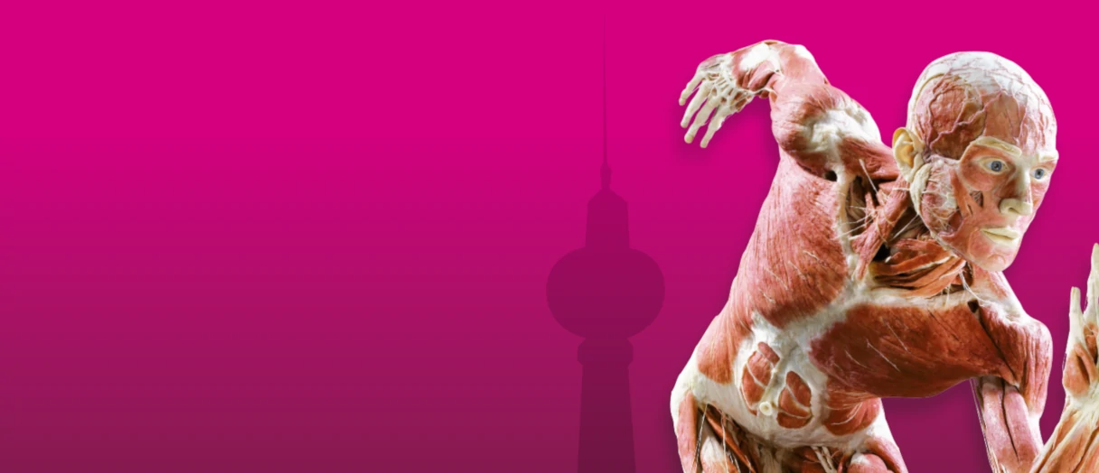 Key visual of the BODY WORLDS Museum in Berlin. Pink background, television tower silhouette and a plastinate in runner pose.