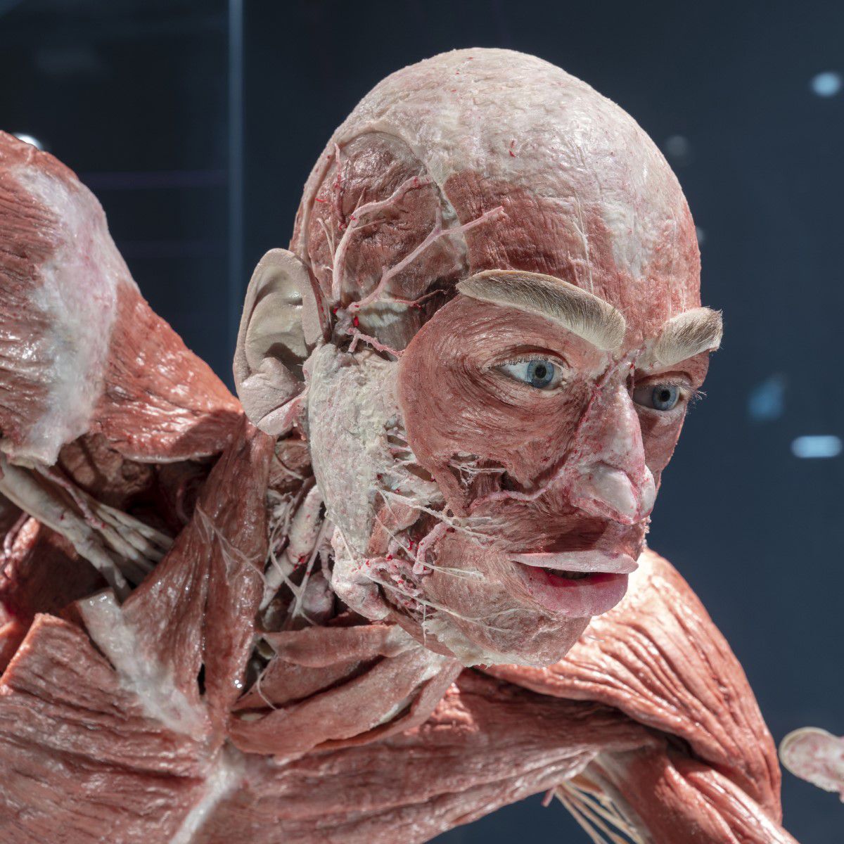 BODY WORLDS Berlin, plastinate of a human body, face and torso
