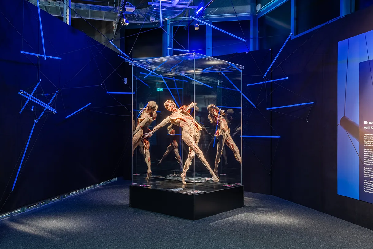 Insight into the exhibition BODY WORLDS Museum in Berlin. A body surrounded by mirrors is displayed in a glass case. It looks as if several people are standing next to each other. Blue light from the ceiling and spotlights on the body.