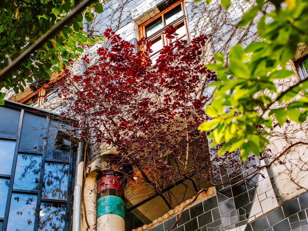 KunstHausWien, Exterior view, trees climbing out of the windows