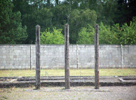 Sachsenhausen Concentration Camp, three bare tree trunks stand next to each other