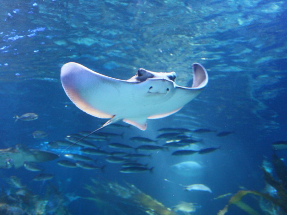 SEA Life Berlin, ein Mantarochen schimmt durch das Aquarium, ein Schwarm kleinerer Fische schwimmt unter ihm