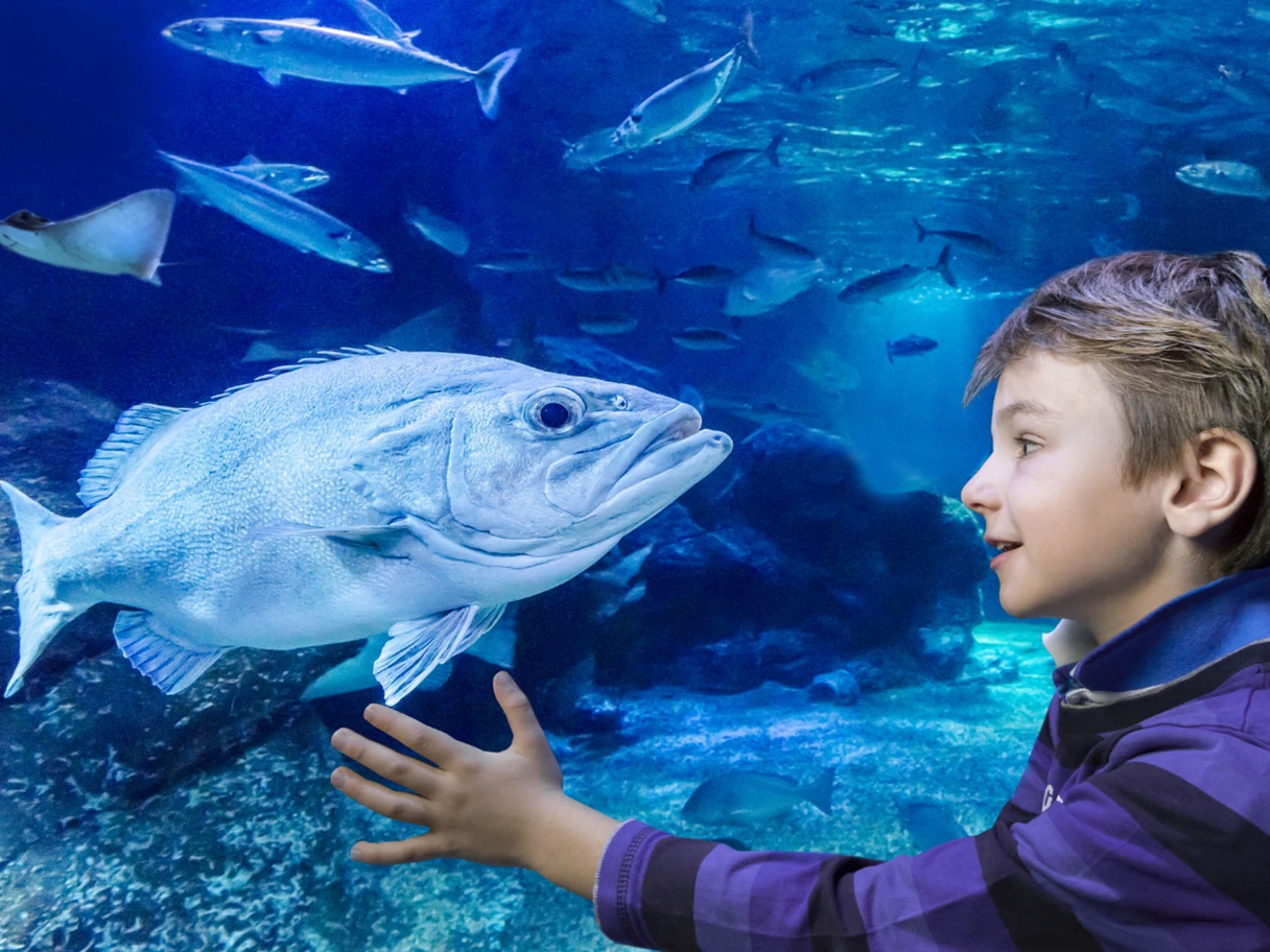 SEA Life Berlin, little boy sits in front of an aquarium, a big fish swims by, astonished look