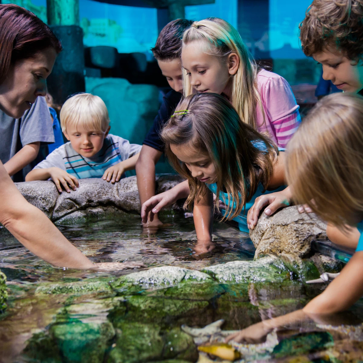 SEA Life Berlin, a group of children stand around the touch tank and all hold at least one hand in the tank to touch fishes