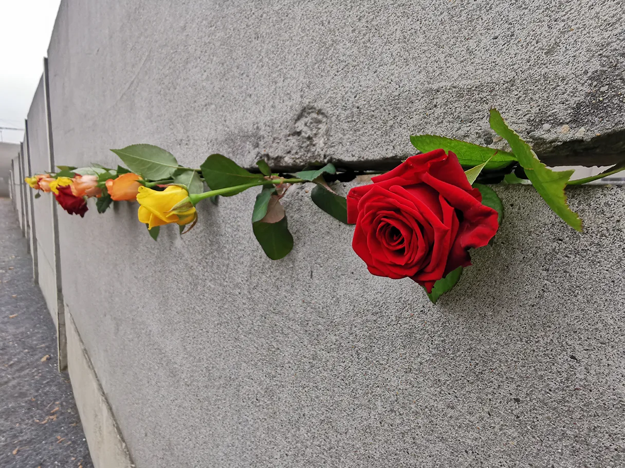Berliner Mauer mit roten, gelben und orangenen Rosen, die in Mauerritzen stecken