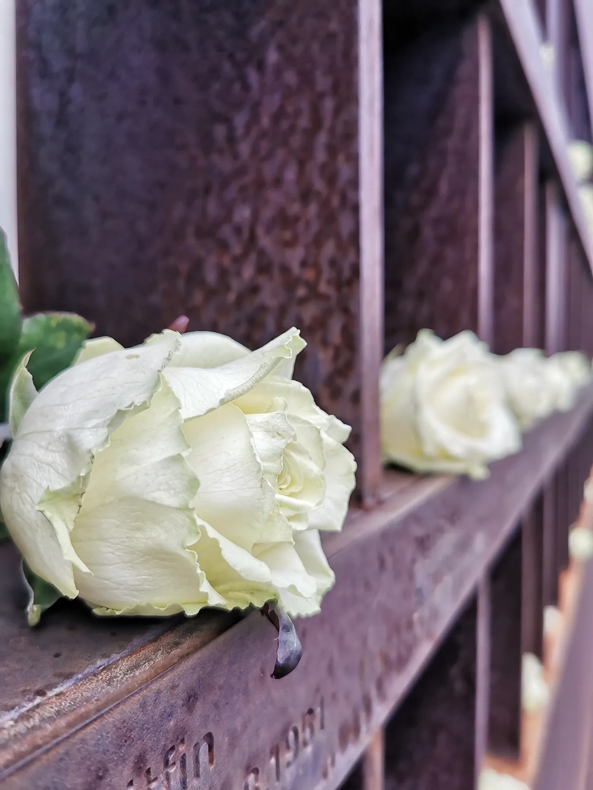 Berliner Mauer, Maueropfer, weiße Rosen liegen in einem Denkmal zur Erinnerung