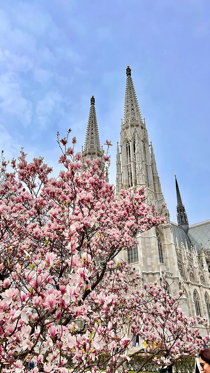 Votive church with a huge magnolia tree in front of it. Sunny day, blue sky and a few white clouds.